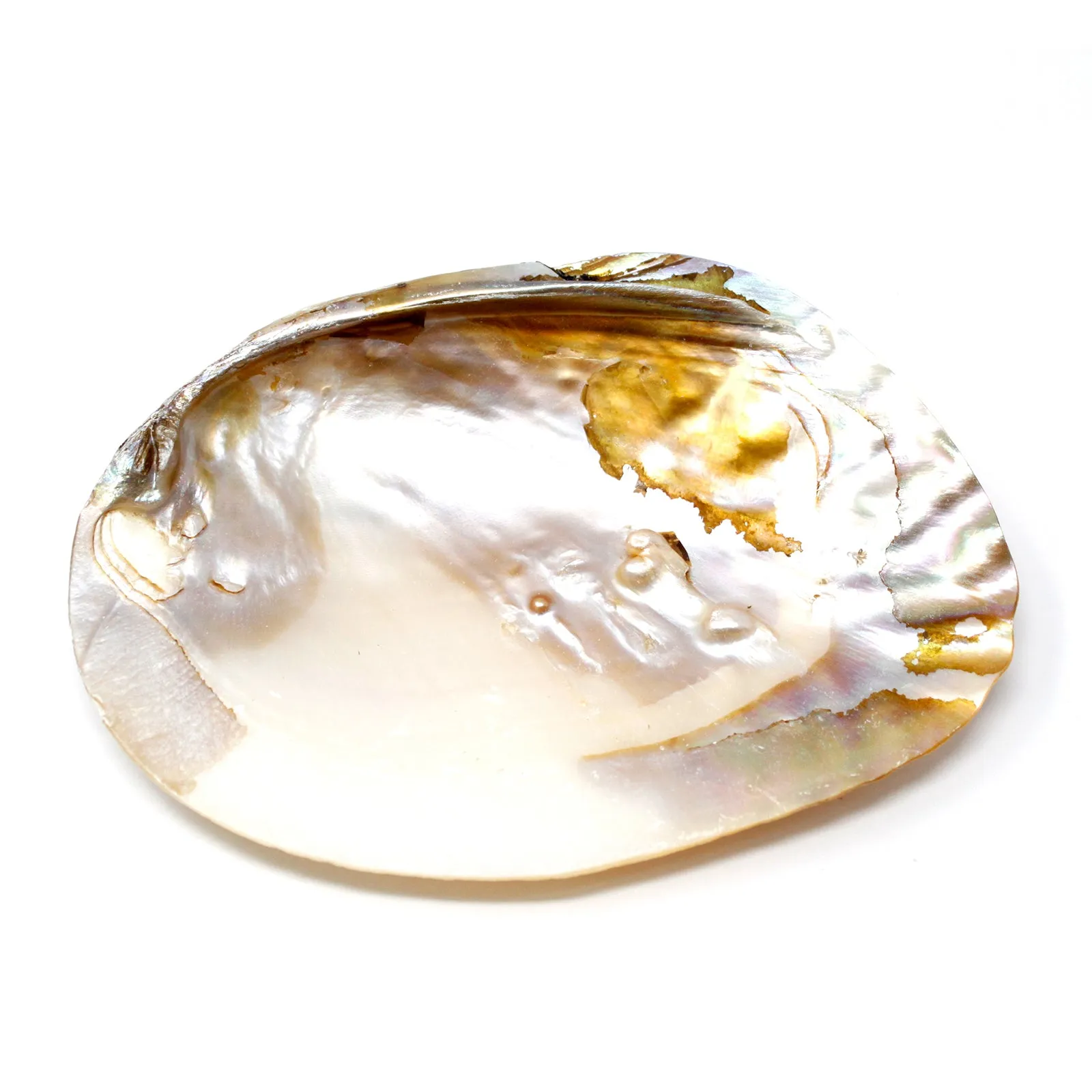 Abalone shell smudge dish - small